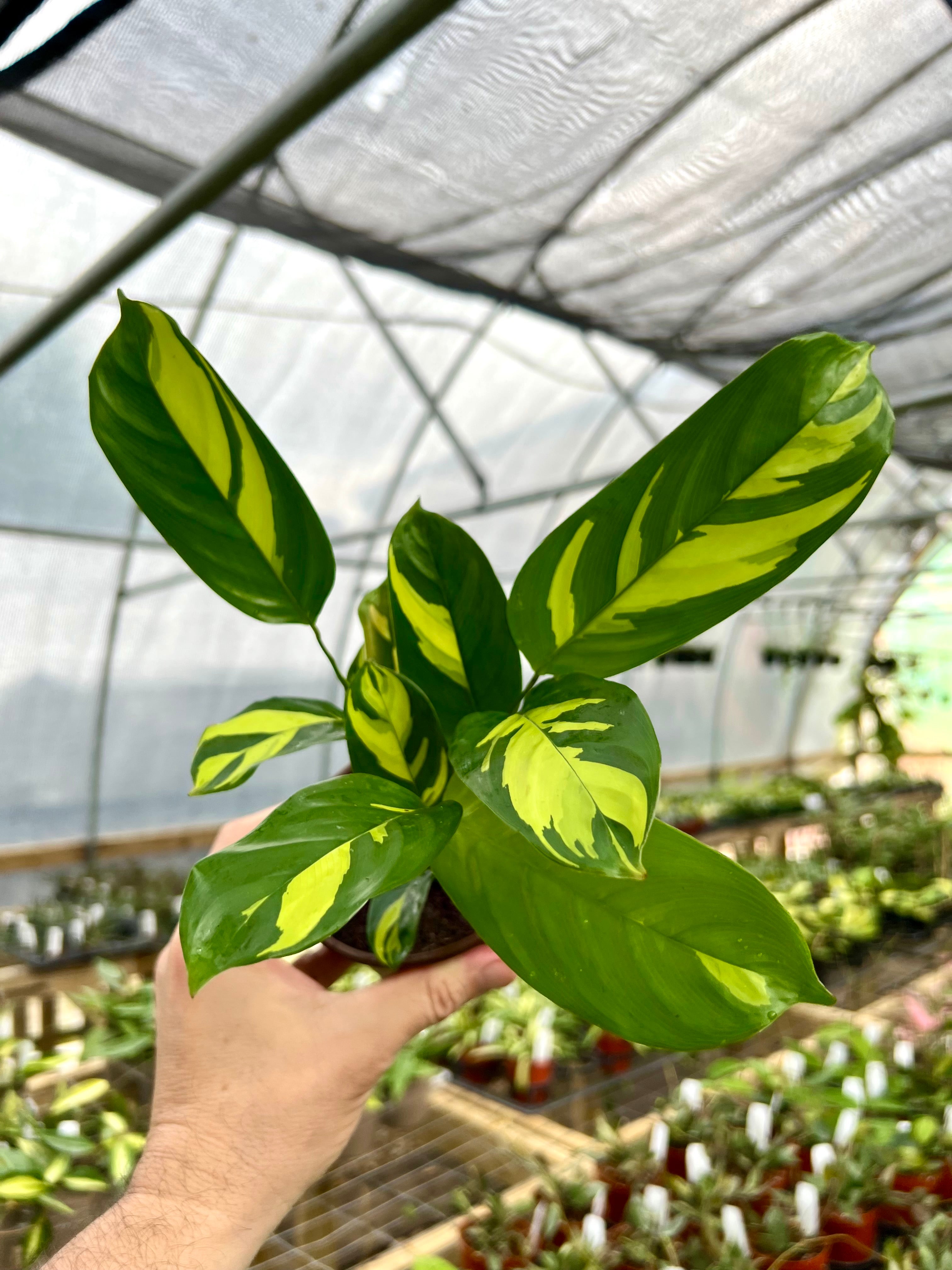 Sale – Page 26 – Canopy Plant Co.