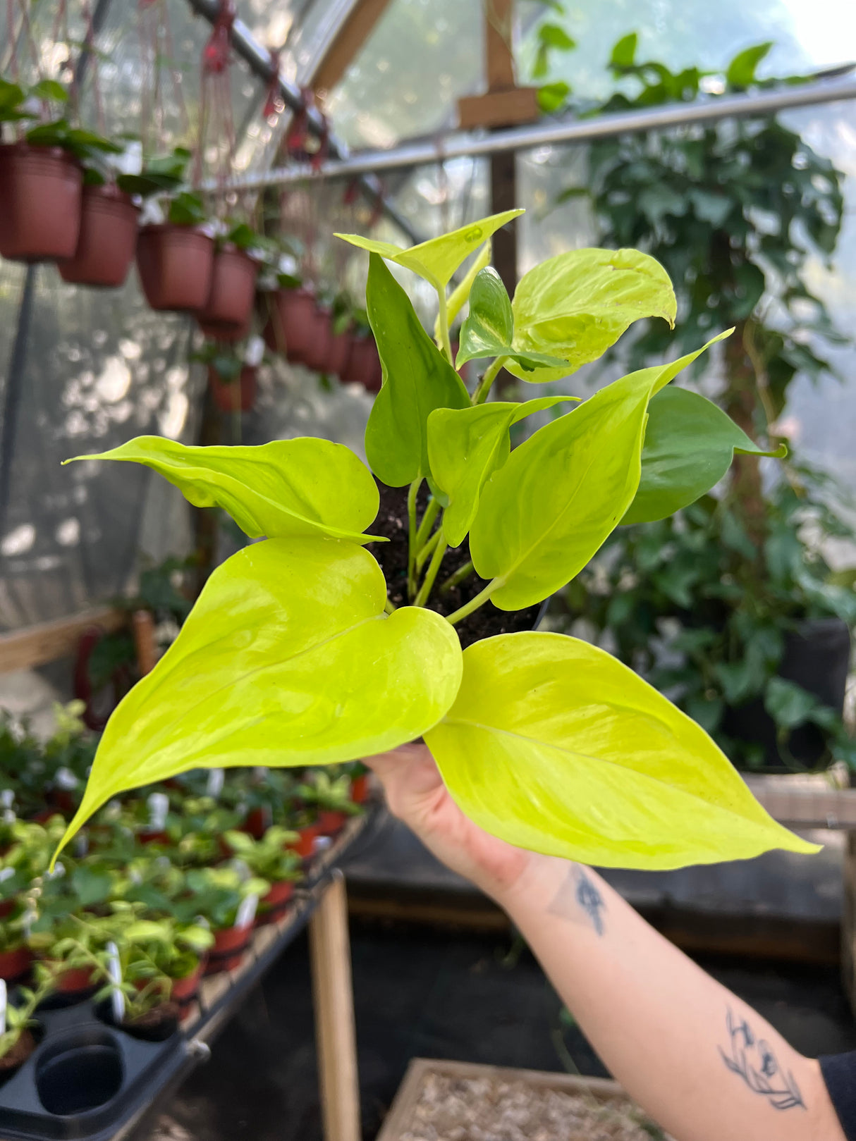 4" Pothos Champs Elysees