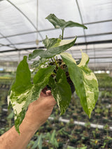 4” Syngonium Albo (white variegated)