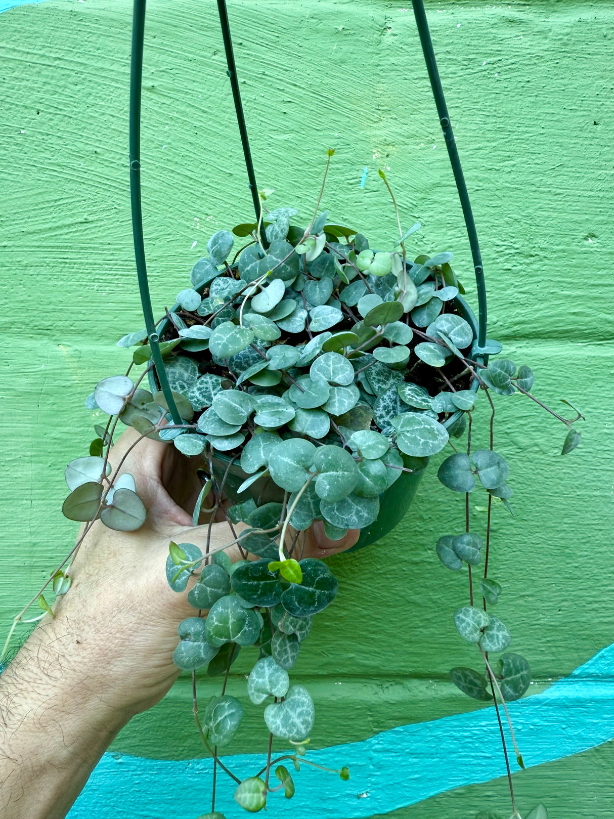 5” 'String of Hearts' hanging basket