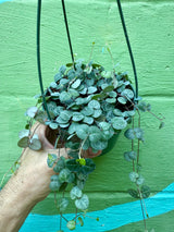 5” 'String of Hearts' hanging basket
