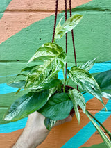 4” Epipremnum pinnatum 'Marble' hanging basket