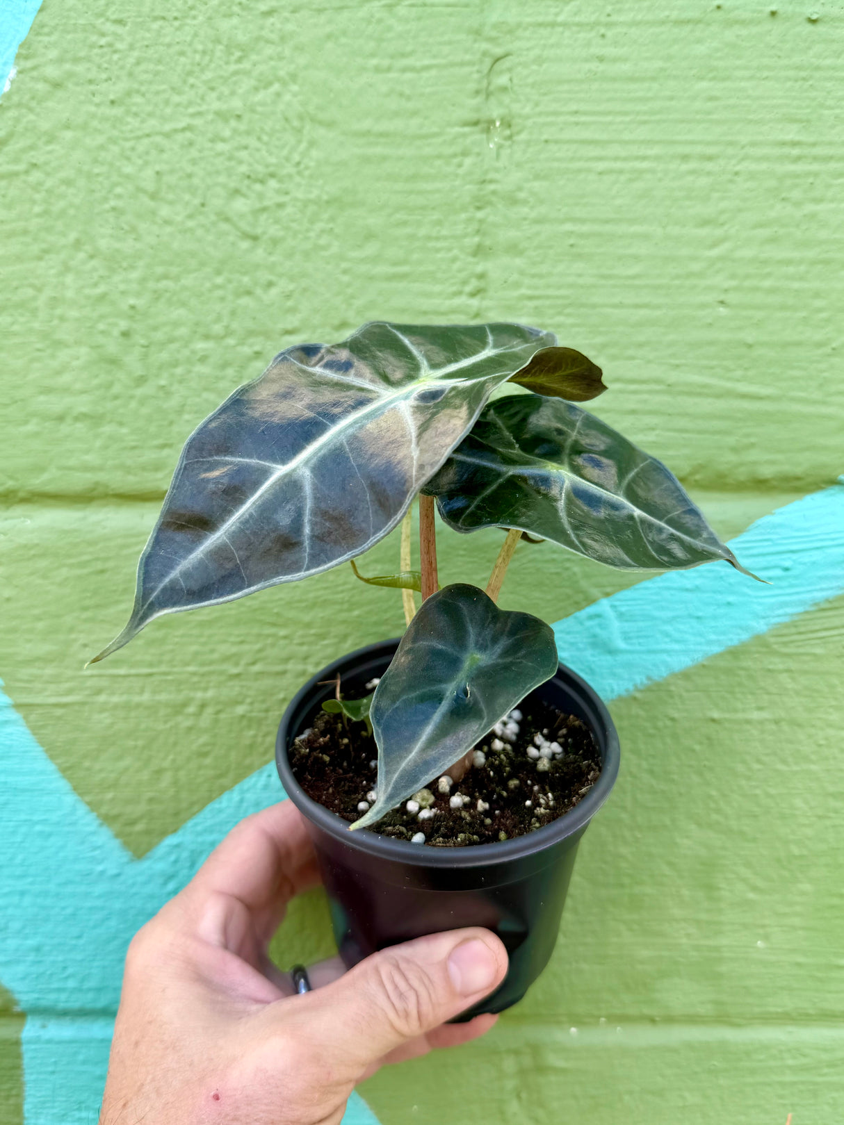 4" Alocasia ‘Parasol'
