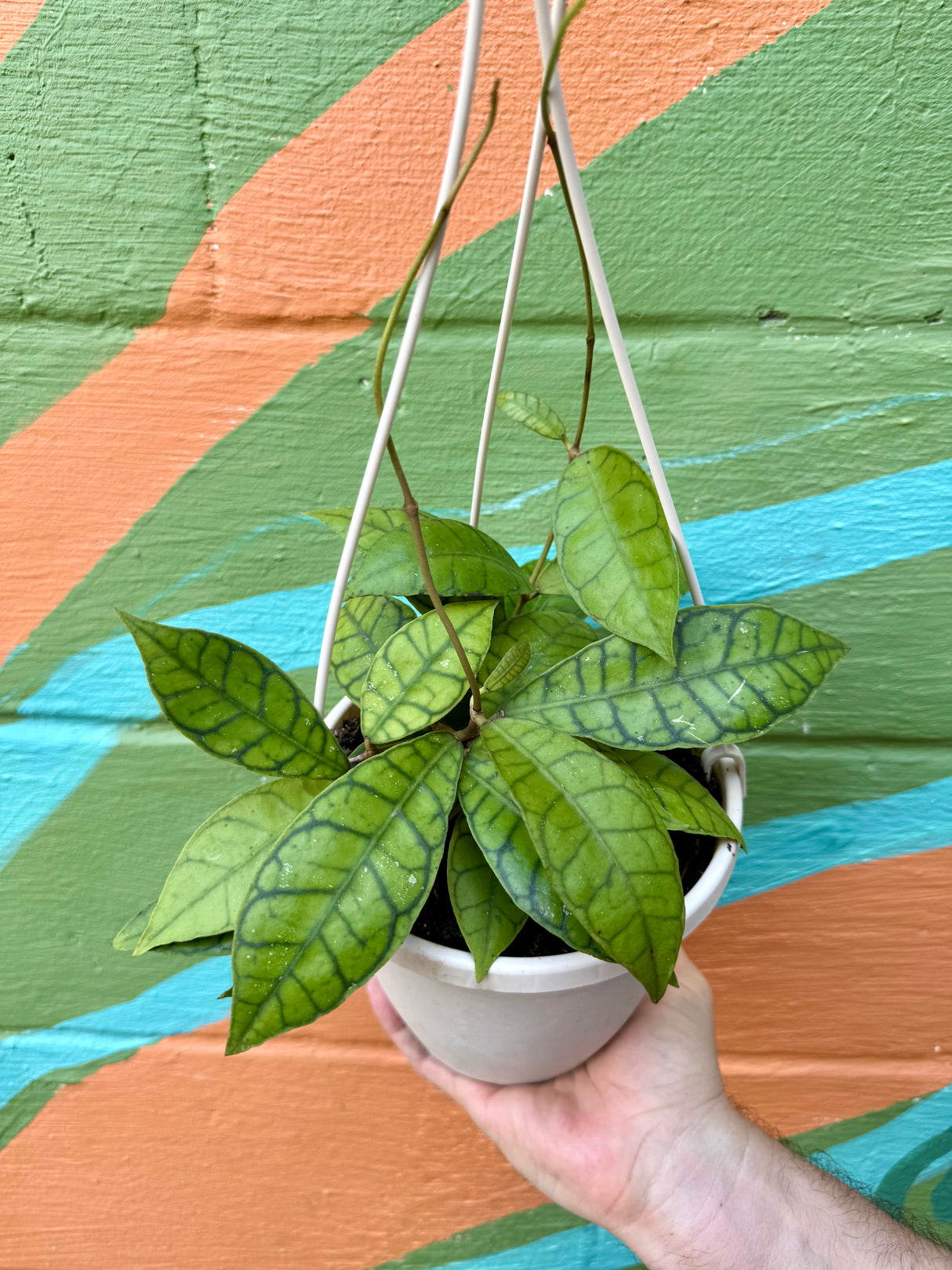 6" Hoya callistophylla hanging basket - Canopy Plant Co.
