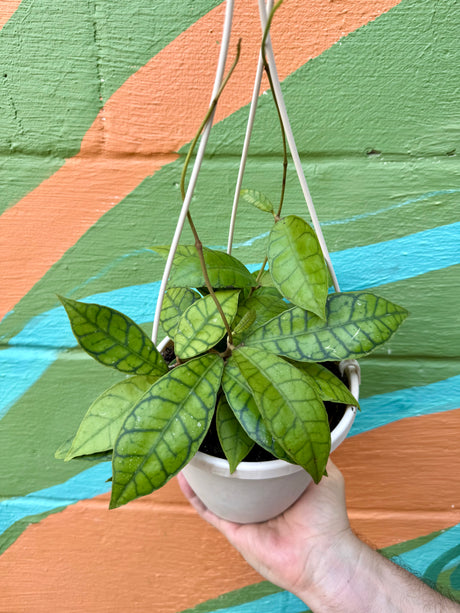 6" Hoya callistophylla hanging basket - Canopy Plant Co.