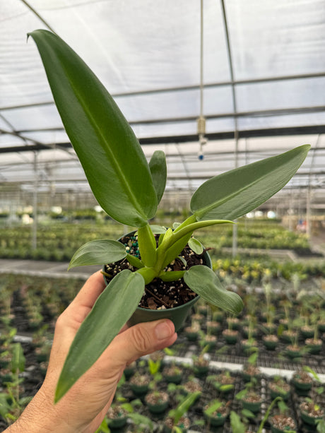 4" Philodendron martianum ‘Fat Boy’