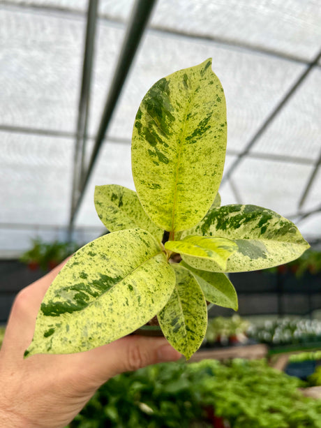 4" Ficus shivereana 'Moonshine'