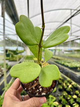4" Hoya kerrii