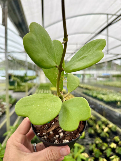 4" Hoya kerrii