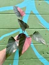 4" Homalomena 'Pink Diamond' - Canopy Plant Co.
