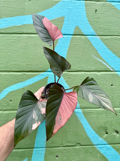 4" Homalomena 'Pink Diamond' - Canopy Plant Co.