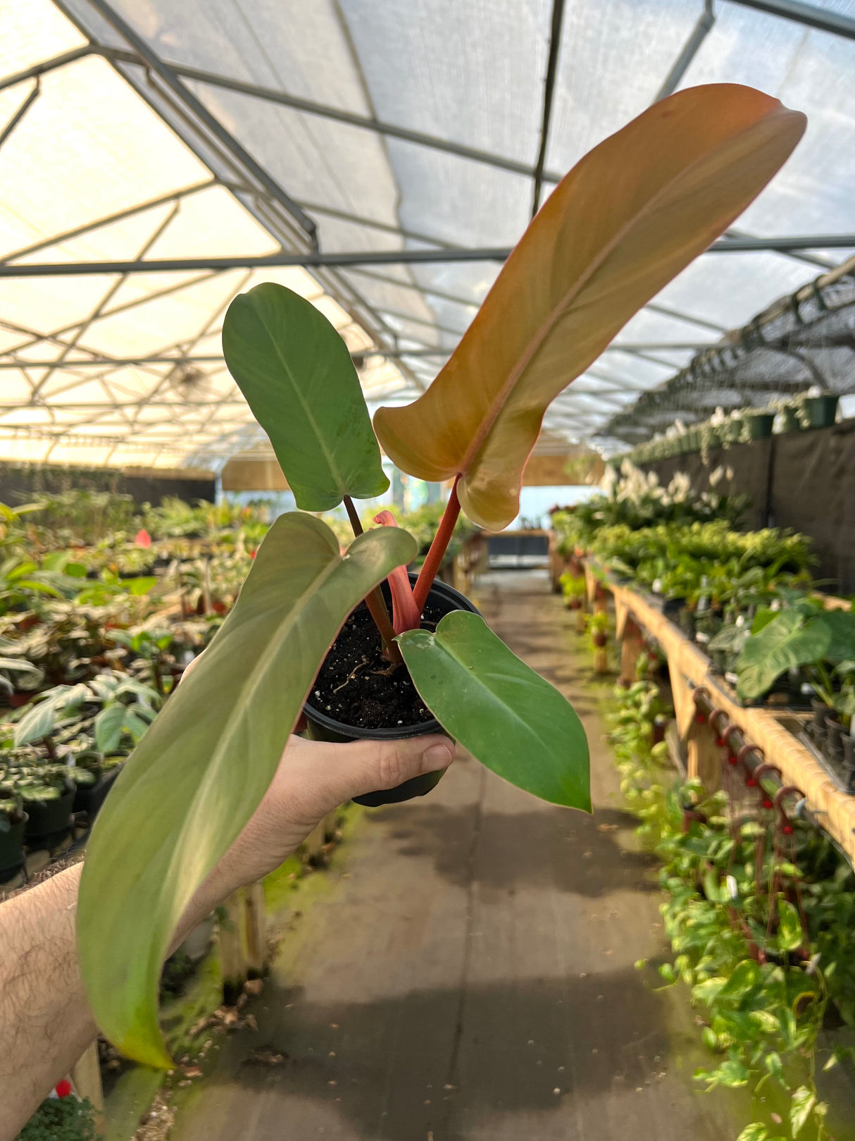 4” Philodendron Florida Bronze