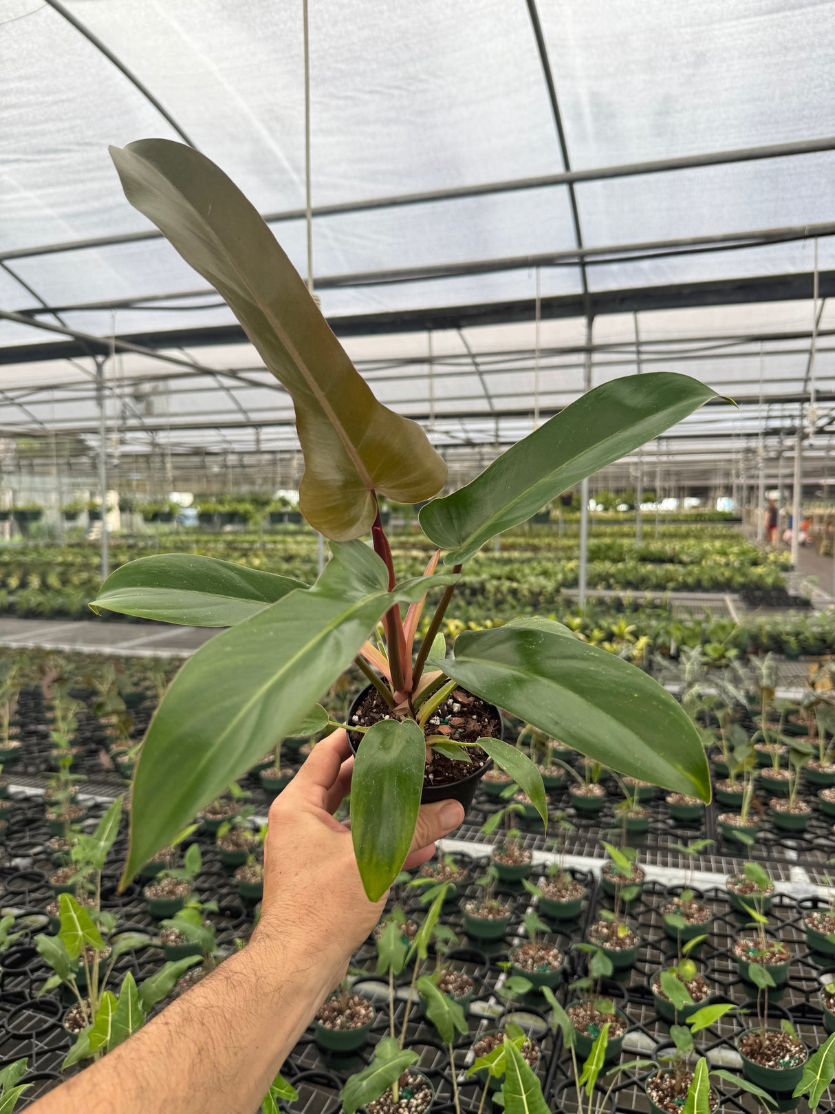 4” Philodendron 'Florida Bronze'