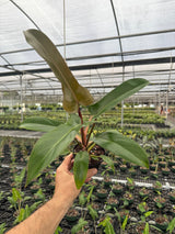 4” Philodendron 'Florida Bronze'
