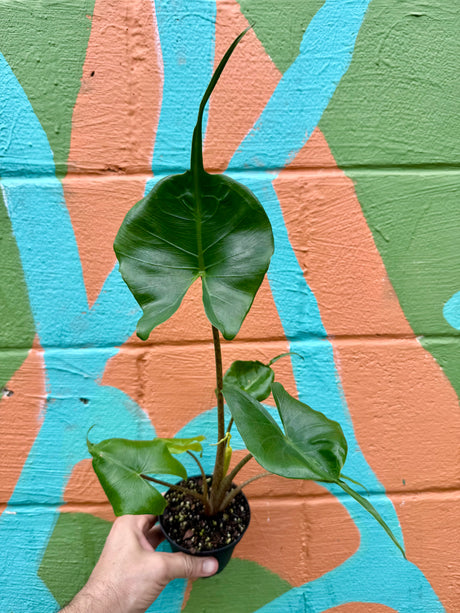 4" Alocasia ‘Stingray’ - Canopy Plant Co.