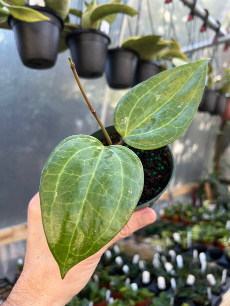 4" Hoya latifolia 'Sarawak'