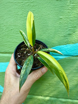 4” Philodendron ‘Caramel Marble’