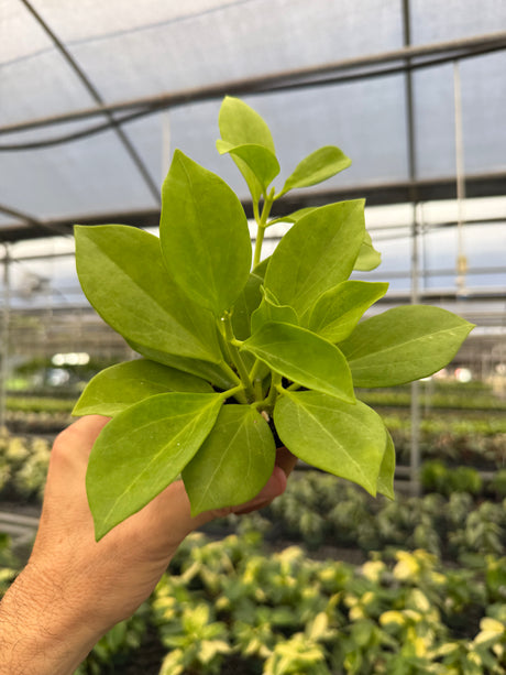 4" Hoya pachyclada - Canopy Plant Co.