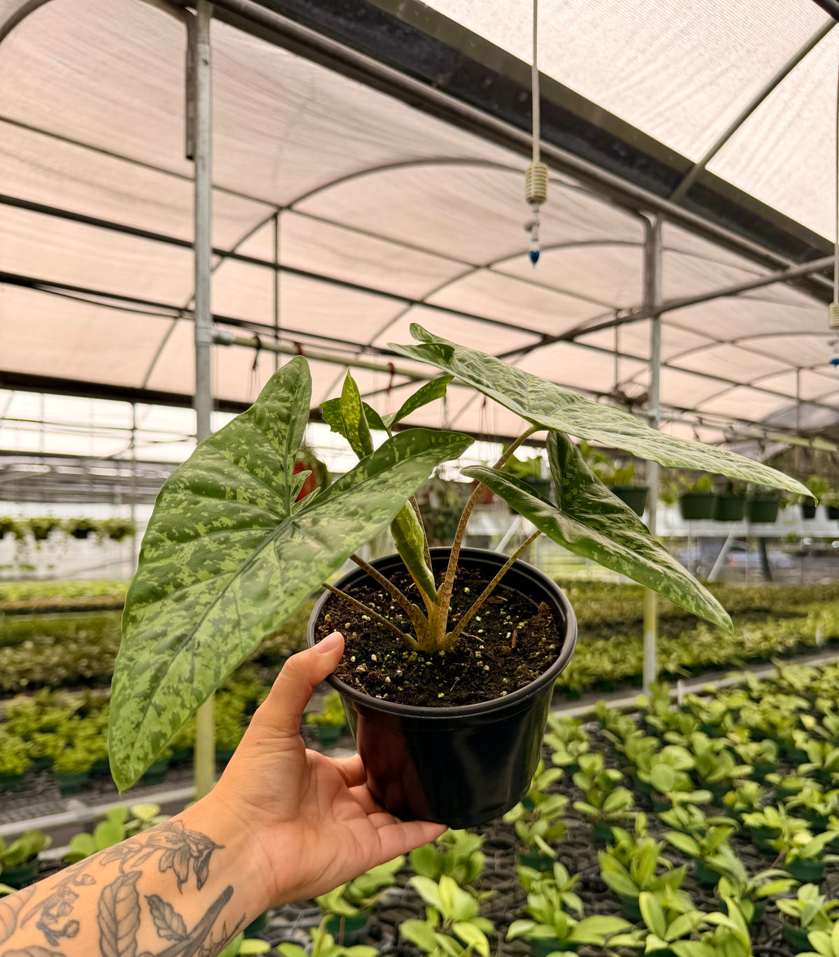4" Alocasia ‘Shattered Glass'