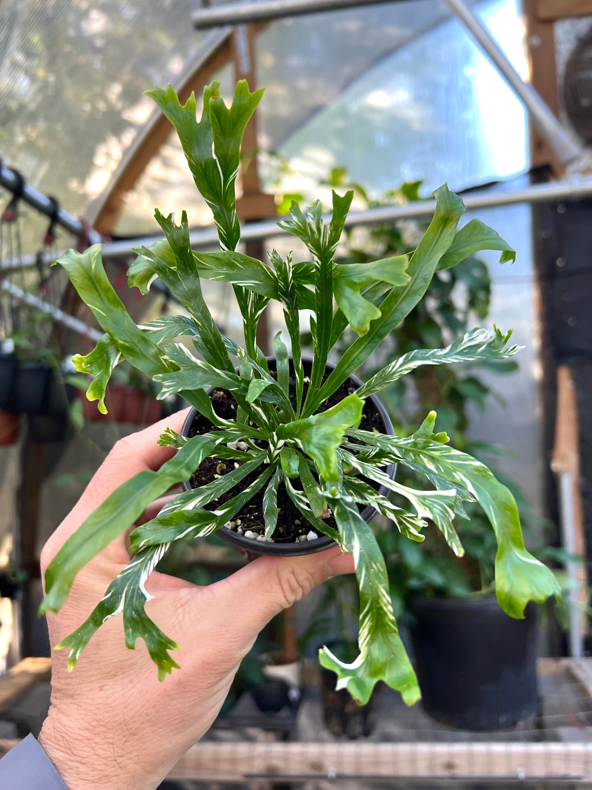 4" Asplenium nidus 'Crissie' (variegated Birds Nest Fern)