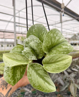 4" Scindapsus ‘Exotica’ hanging basket