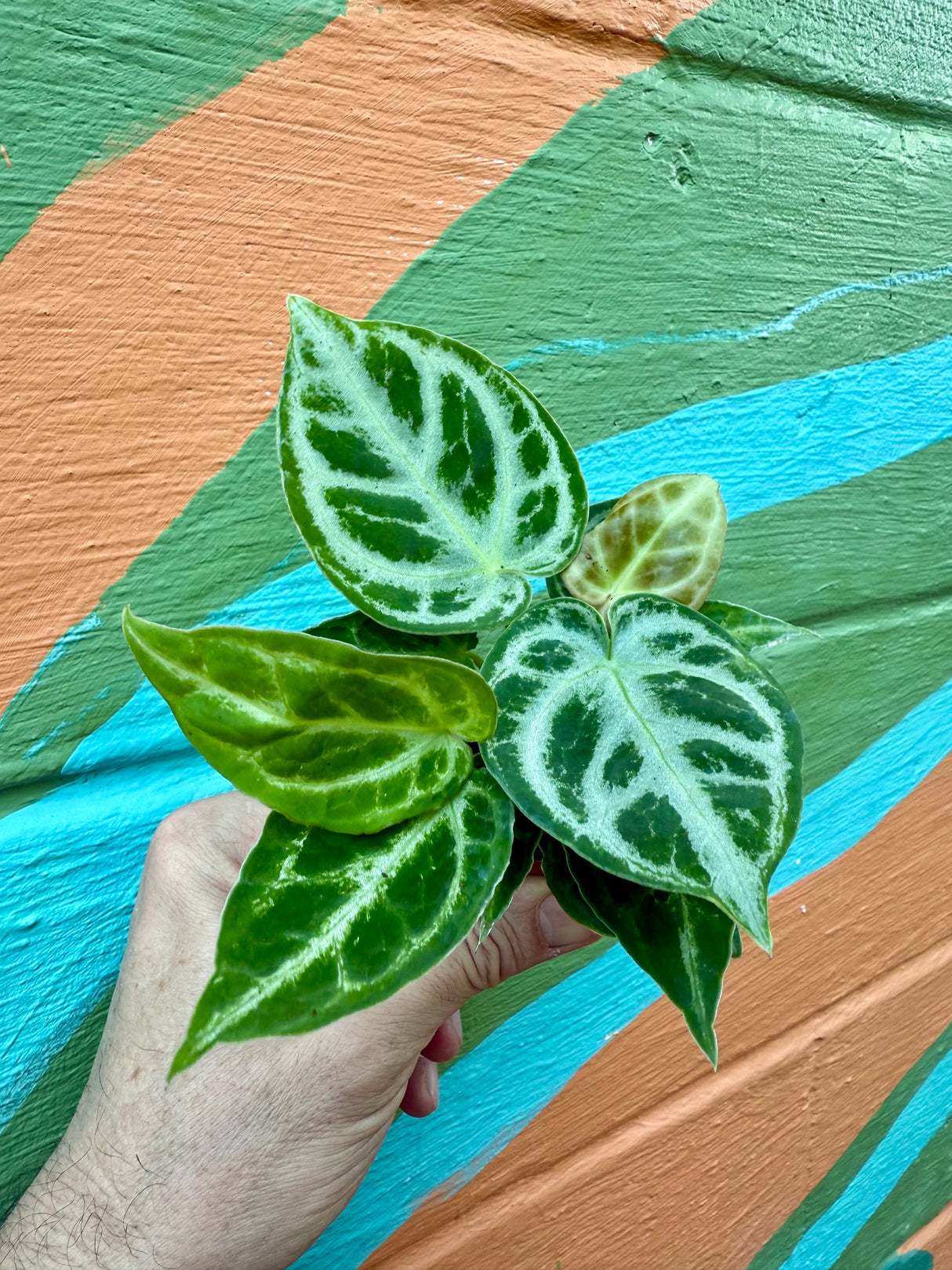 2” Anthurium ‘Dorayaki’