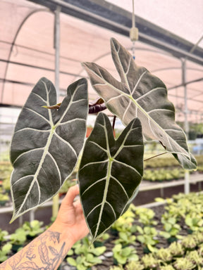 6" Alocasia longiloba ‘Black Satun' - Canopy Plant Co.