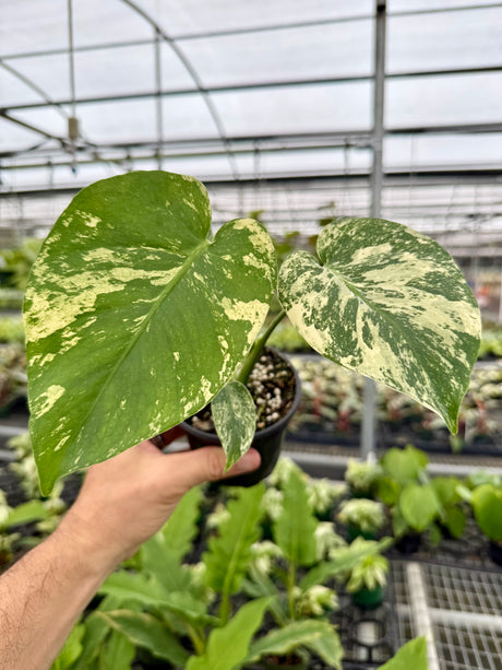 4” Monstera ‘White Monster’