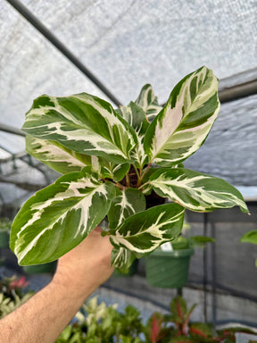 4" Calathea ‘Stella’ - Canopy Plant Co.