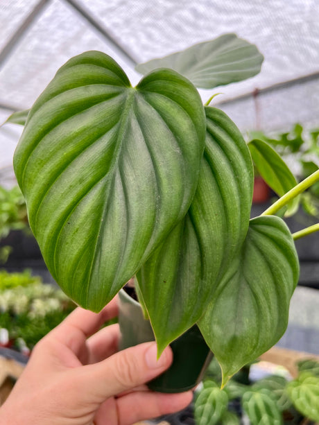4" Philodendron sp. Colombia ‘El Guapo’ - Canopy Plant Co.