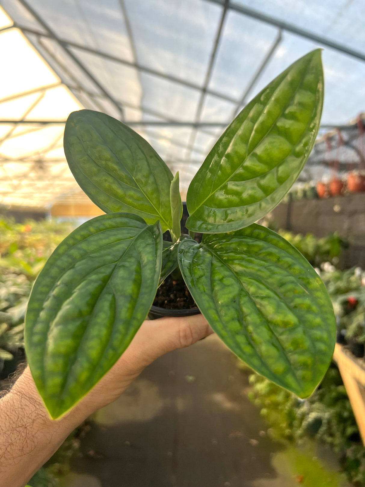 4" Monstera Peru (Monstera karstenianum)