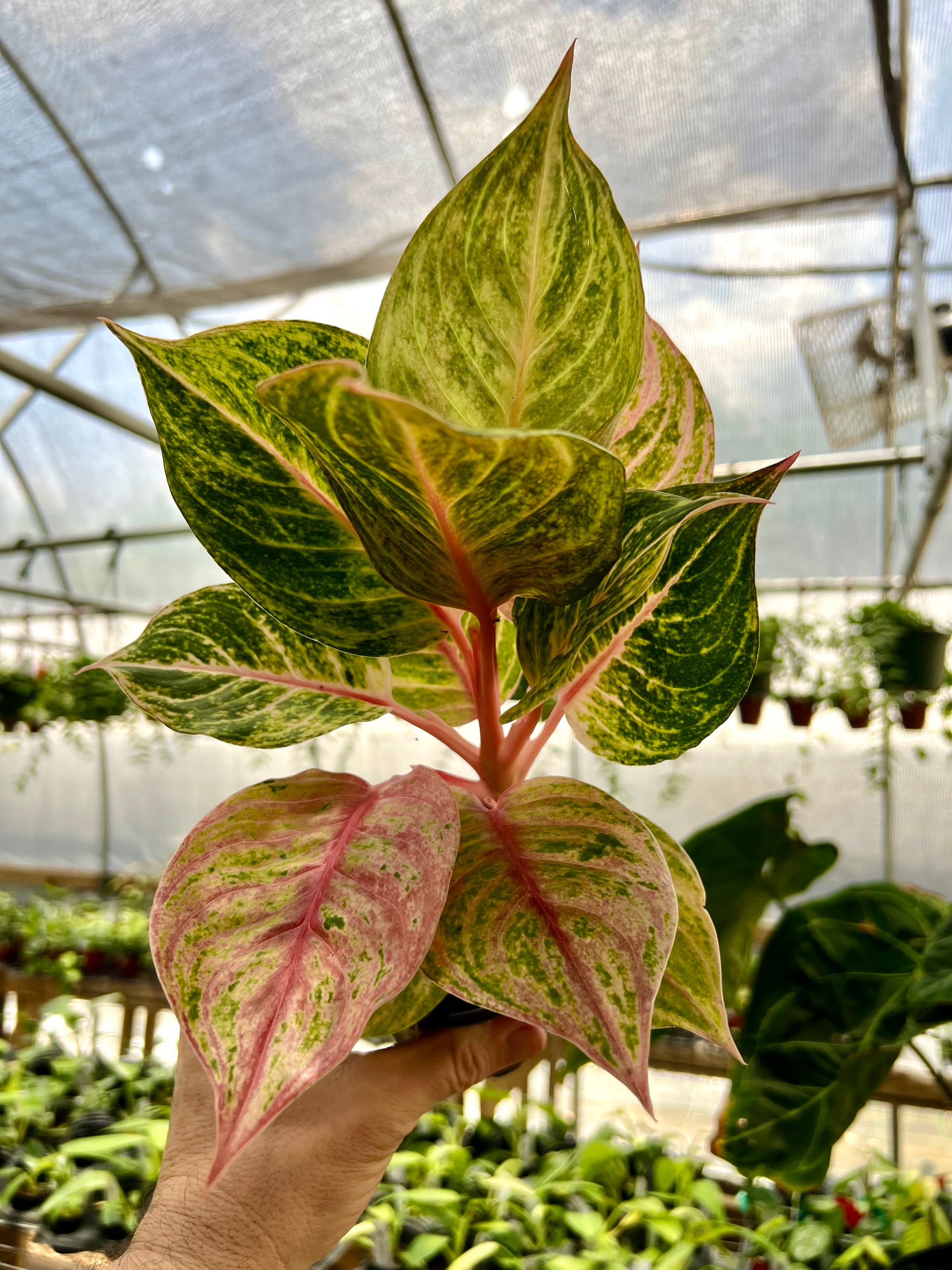 4” Aglaonema 'Jouli'