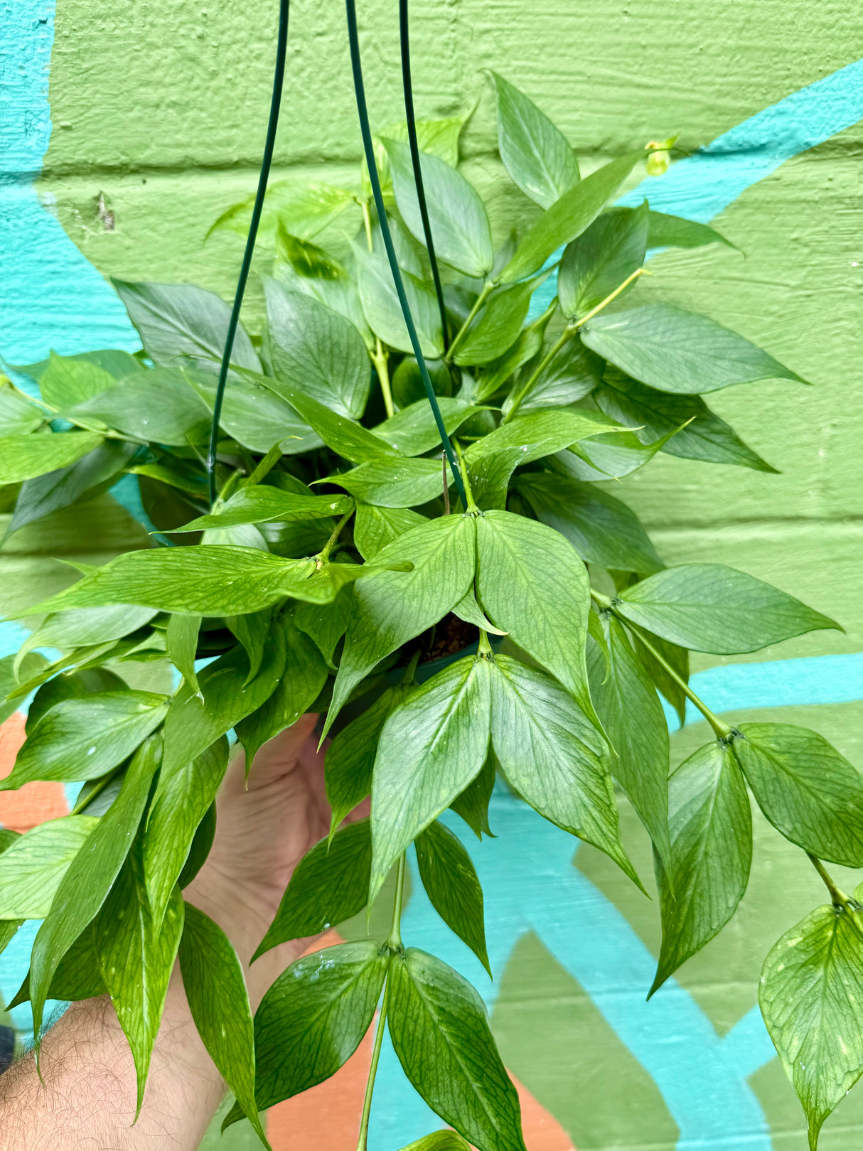 6" Hoya polyneura hanging basket