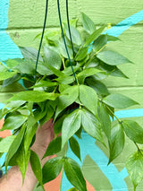 6" Hoya polyneura hanging basket