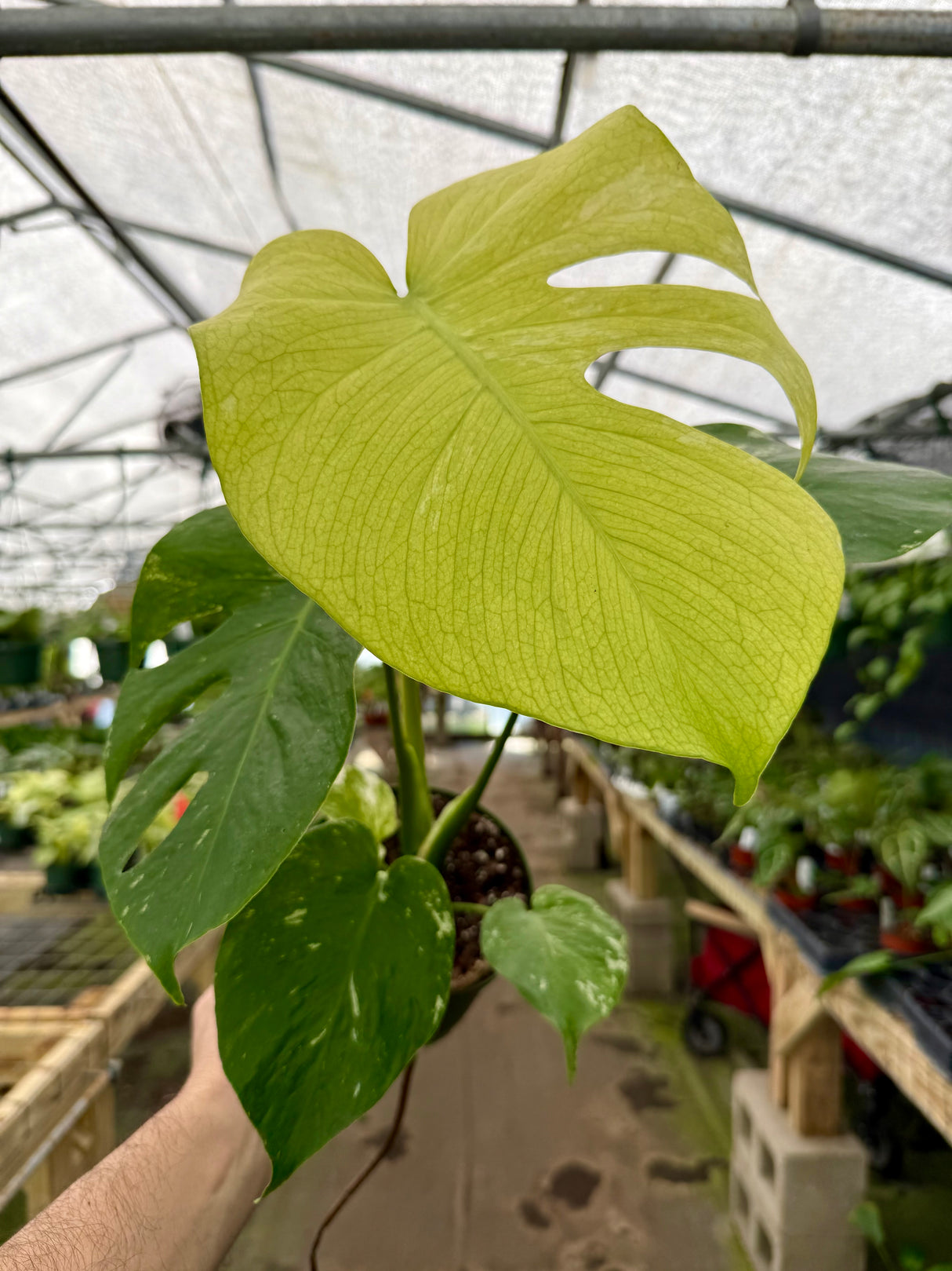 6” Monstera ‘Mint’