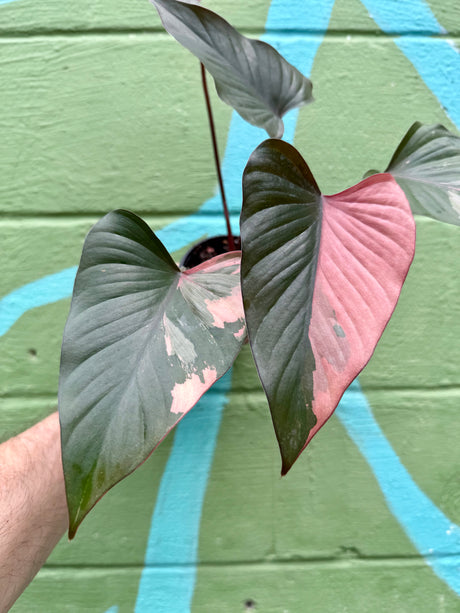 4" Homalomena 'Pink Diamond' - Canopy Plant Co.
