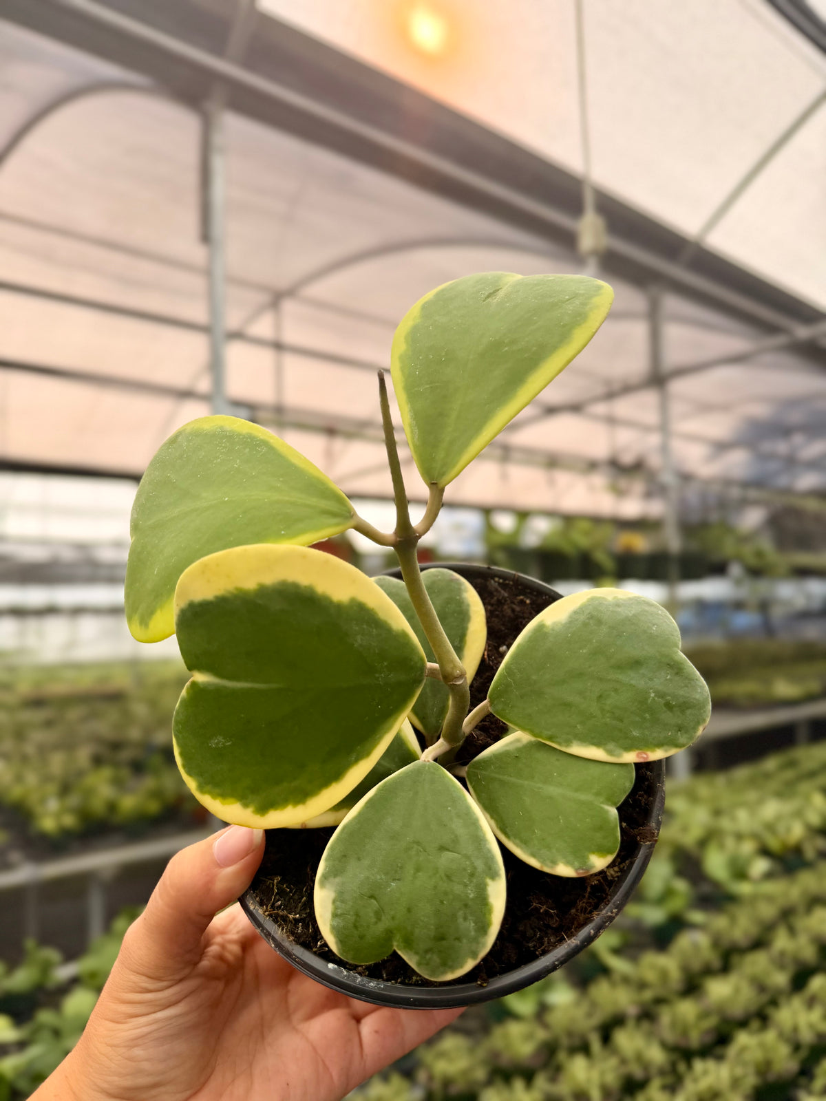 6" Hoya kerrii outer variegated