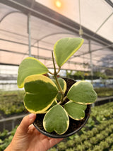 6" Hoya kerrii outer variegated