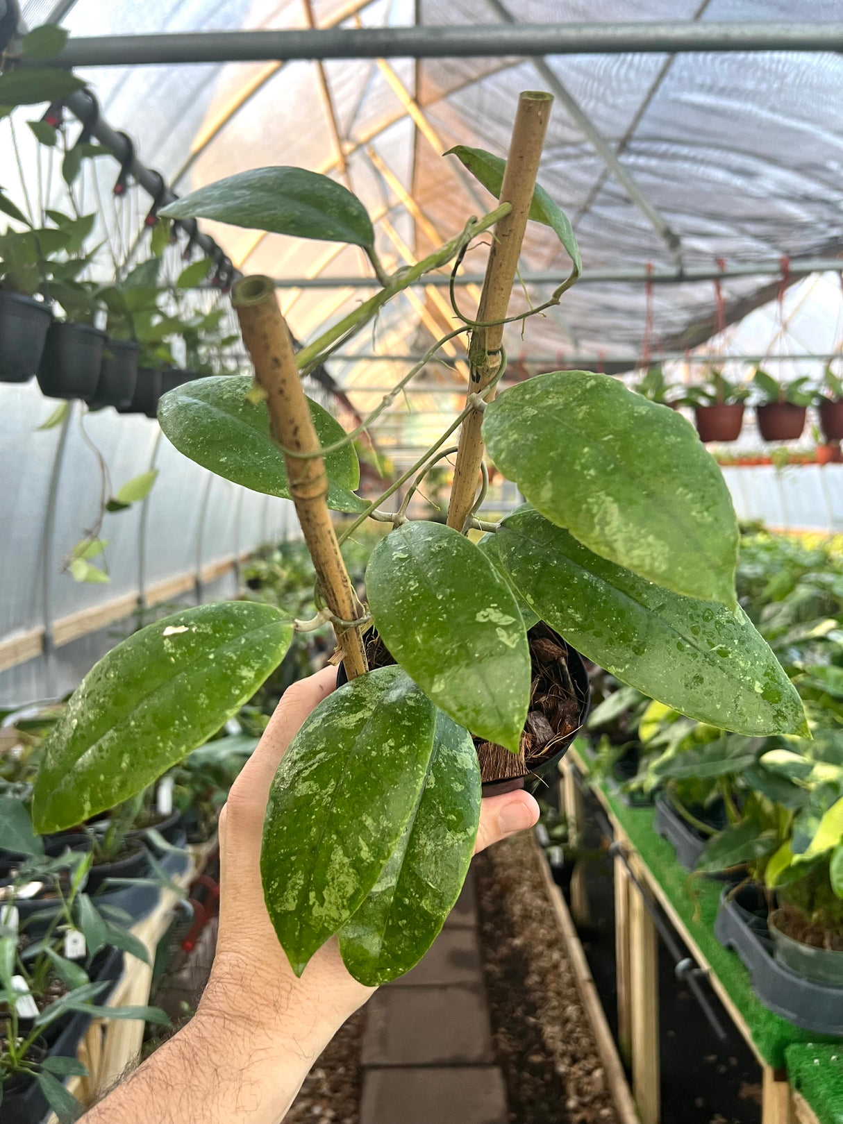 4" Hoya finlaysonii 'Splash' w/ trellis