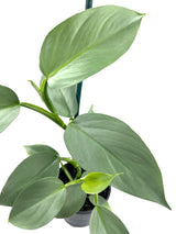 4" Philodendron Silver Sword