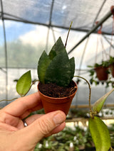2" Hoya caudata