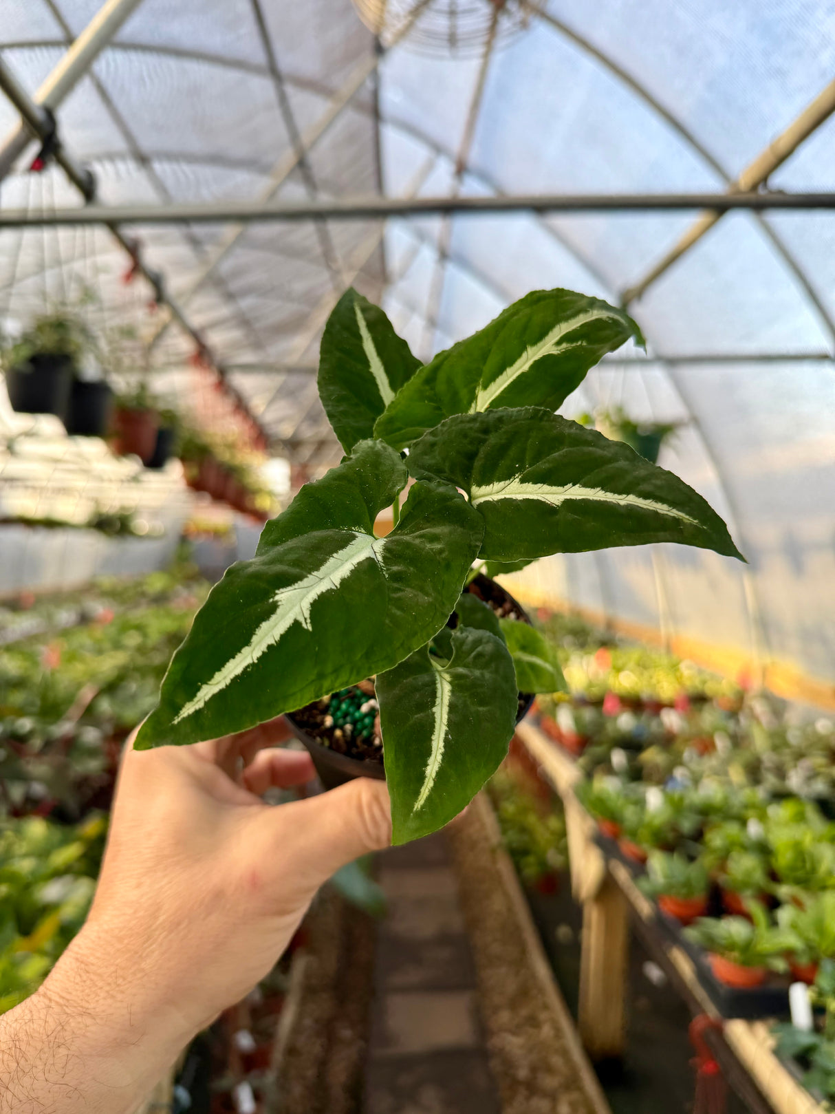 4” Syngonium wendlandii - Canopy Plant Co.