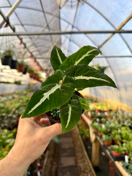 4” Syngonium wendlandii - Canopy Plant Co.