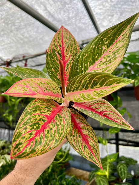 4” Aglaonema 'Red Legacy' - Canopy Plant Co.