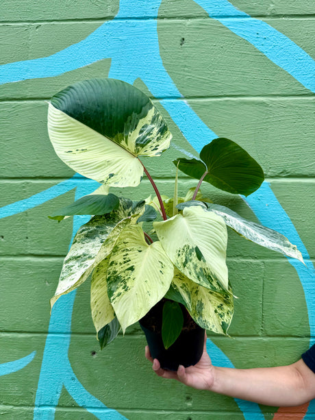 6” Homalomena rubescens variegated - Canopy Plant Co.