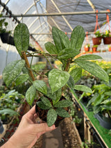 4” Hoya crassipetiolata 'Super Splash' w/ trellis