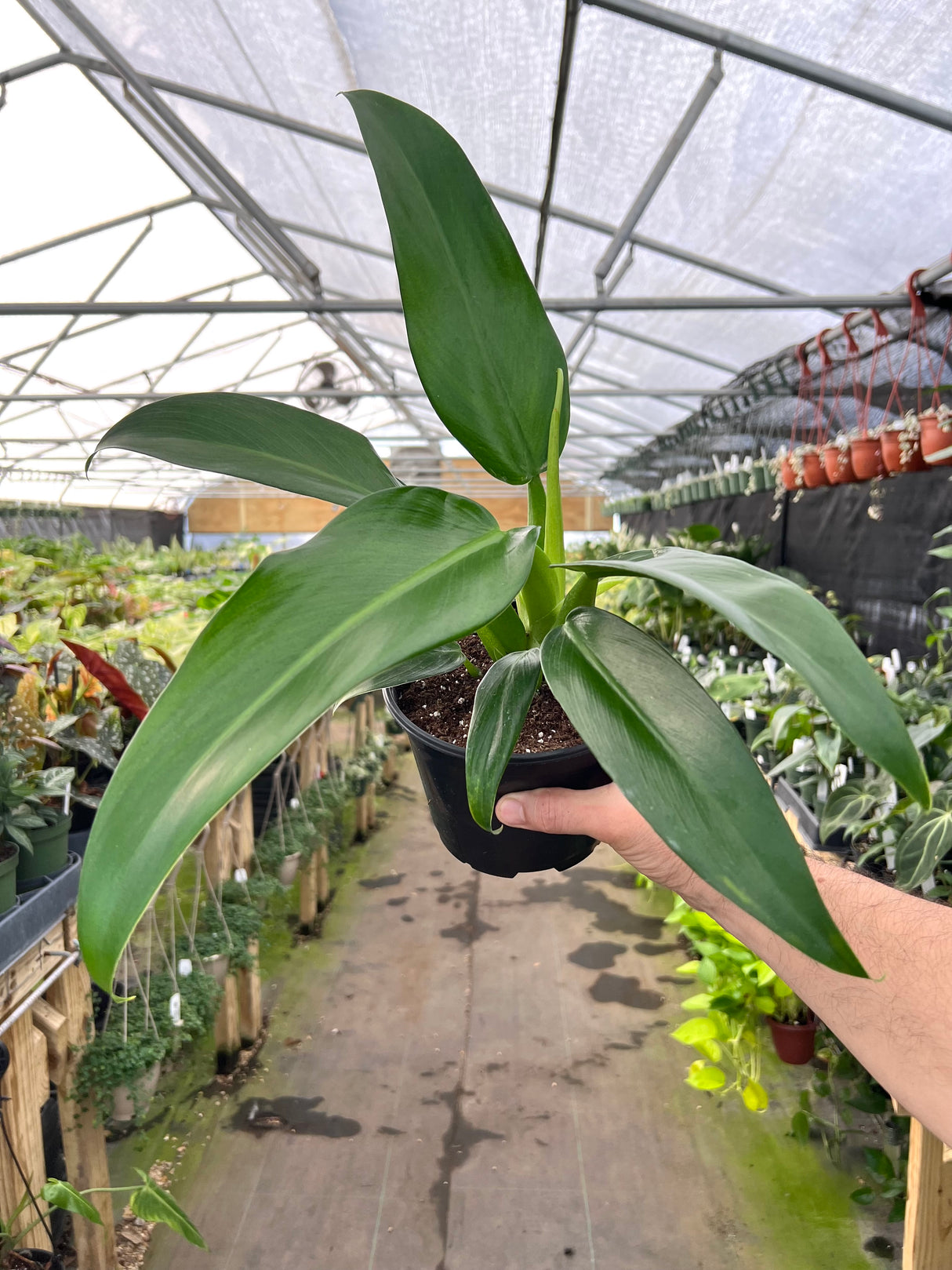 6” Philodendron Fat Boy (martianum)