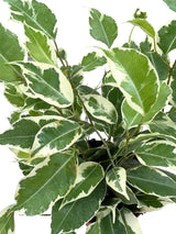 4" Ficus benjamina variegated 'Starlight'