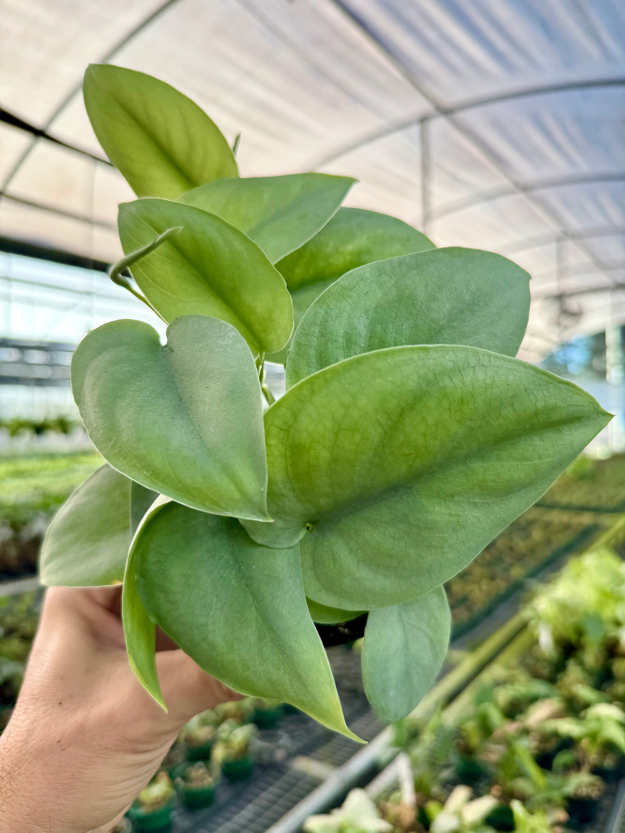 4” Scindapsus ‘Platinum'
