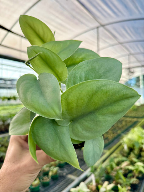 4” Scindapsus ‘Platinum'